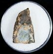 Triceratops Shed Tooth - Montana #10773-1